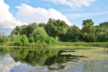 Serene pond reflecting lush green trees under a bright blue sky with cumulus clouds wallpaper
