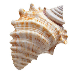 Obraz premium Close up macro shot of an intricately designed seashell with rich natural colors