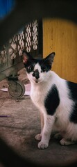 cute cat