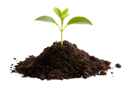 Young spout seedling growing out of soil, isolated on white or transparent background