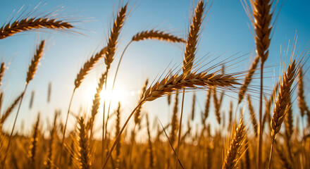 Fototapeta premium Golden Wheat Field at Sunset - Agriculture and Harvest high quality