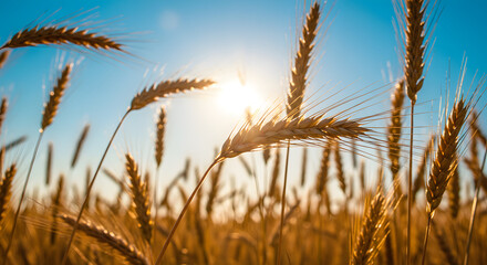 Fototapeta premium Golden Wheat Field at Sunset: Agriculture and Harvest Concept high quality