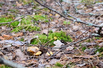 Wild forest mushrooms in natural habitat, growing among moss, pine needles, and twigs. Macro nature photography with earthy tones and textures