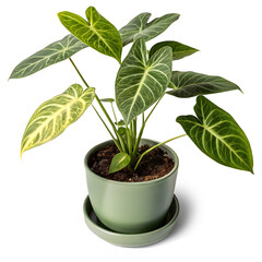 Small potted indoor tropical plant isolated on white or transparent background