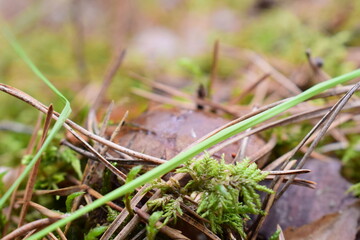 Wild forest mushrooms in natural habitat, growing among moss, pine needles, and twigs. Macro nature photography with earthy tones and textures