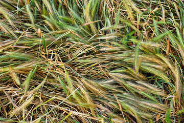 Hot summer.Drying fallen decorative grass with ears of corn