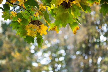 Vibrant autumn leaves with a mix of green and yellow shades in a serene forest background during the fall season
