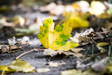 Bright yellow maple leaf resting on the forest floor during autumn, surrounded by fallen leaves and a serene atmosphere