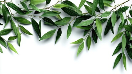 Fototapeta premium Willow-like Leaves and Branches on White Background
