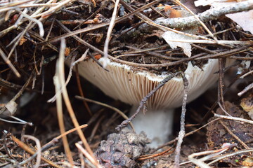 Wild forest mushrooms in natural habitat, growing among moss, pine needles, and twigs. Macro nature...