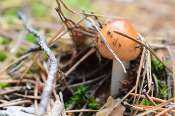 Wild forest mushrooms in natural habitat, growing among moss, pine needles, and twigs. Macro nature photography with earthy tones and textures