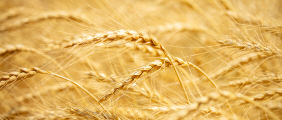 Wheat field on a sunny day. Grain farming, ears of wheat close-up. Agriculture, growing food...