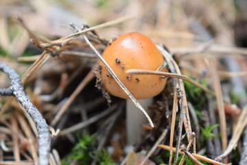 Wild forest mushrooms in natural habitat, growing among moss, pine needles, and twigs. Macro nature photography with earthy tones and textures