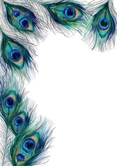 Obraz premium Peacock feather corner border