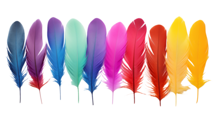 A vibrant array of feathers showcasing a spectrum of colors in a horizontal arrangement