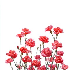 Fototapeta premium Pink carnations in a cluster against white