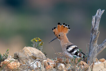 hoopoe sitting on a rock