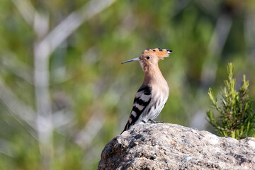 hoopoe sitting on a rock © Kindascarlet