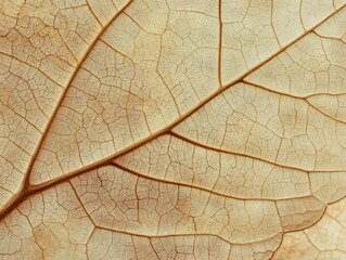 Obraz premium Close-up of a leaf's intricate veins