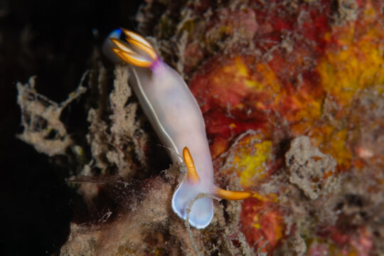 View of a vibrant nudibranch, its translucent body adorned with bursts of orange and blue, clinging to a reef teeming with life, Pemuteran, Bali, Indonesia.