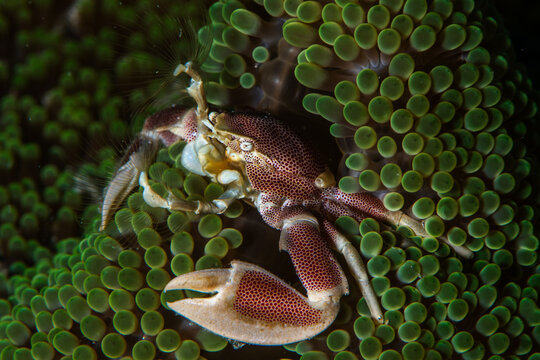 View of a porcelain crab, a tiny marvel of the ocean, clinging to the vibrant green tentacles of a sea anemone, a dance of life unfolds underwater, Pemuteran, Bali, Indonesia.