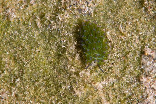 View of a vibrant green nudibranch, a sea slug, resting on the textured seabed with algae and sand, a tiny jewel of the ocean, Pemuteran, Bali, Indonesia.