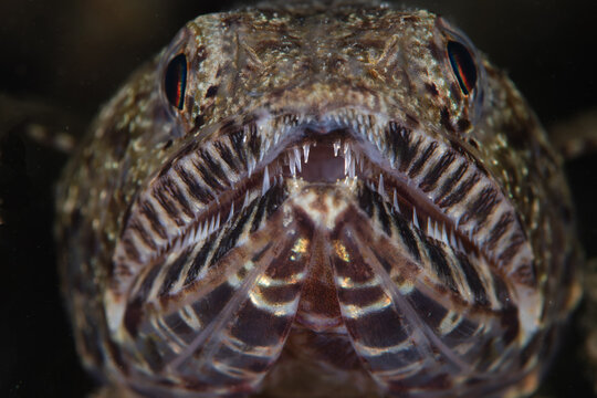 View of the lizardfish with its distinctive reptilian eyes and textured skin, revealing a glimpse into the underwater world, Pemuteran, Bali, Indonesia.