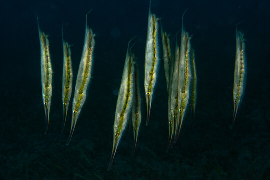 View of slender cornetfish dance in the deep blue, their streamlined bodies catching the faint light filtering through the water, Pemuteran, Bali, Indonesia.