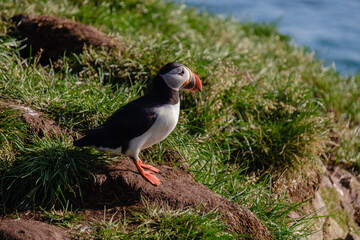 A vibrant puffin perches on the rugged cliffs of Iceland, surrounded by lush grass and the sparkling blue ocean. This enchanting setting showcases the beauty of nature and wildlife in Iceland.