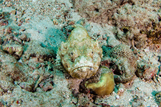 View of a stonefish blending seamlessly with the textured seabed, its mottled skin a perfect camouflage amidst the grains, Pemuteran, Bali, Indonesia.