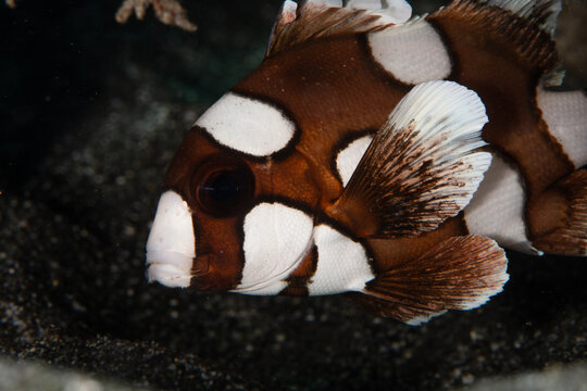 View of a harlequin sweetlips fish, with its distinctive brown and white mottled pattern, gracefully glides through the dark waters, Pemuteran, Bali, Indonesia.