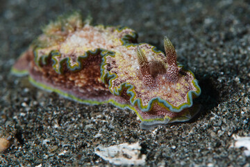 View of a vibrant nudibranch, adorned with intricate patterns and colors, rests delicately on the dark, textured seabed, Pemuteran, Bali, Indonesia.