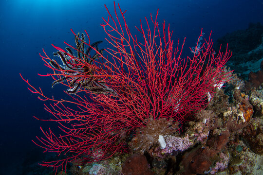 View of vibrant red coral fans swaying gently in the clear blue waters, alongside a delicate black and white crinoid, Pemuteran, Bali, Indonesia.