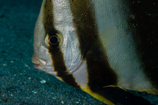 View of a striking striped fish with golden tail glides through the dim underwater world, its gaze intense and focused, Pemuteran, Bali, Indonesia.