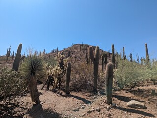 A small mountain peak covered in saguaro cacti in southern Arizona, this desert is part of the Sonora desert. 