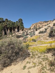 A blanket of fall blooming flowers dot the canyon floor next to a palm tree oasis in Joshua Tree National Park.