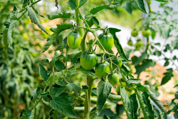Scenic view of tomato plants at greenhouse at organic farm at Swiss city of Zürich on a sunny summer day. Photo taken July 18th, 2025, Zurich Schwamendingen, Switzerland.