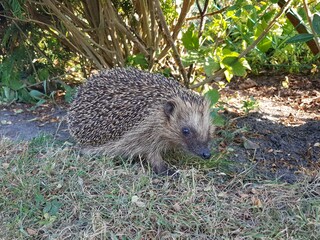 Igel