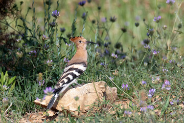 hoopoe sitting on a rock © Kindascarlet