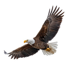 Naklejka premium Majestic bald eagle in flight with wings spread wide isolated on transparent background