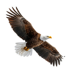 Fototapeta premium Majestic bald eagle in flight with wings spread wide isolated on transparent background