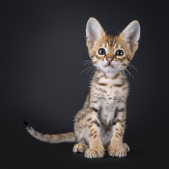 Super cute Savannah cat kitten, sitting up facing front. Looking above camera. Isolated on a black background.