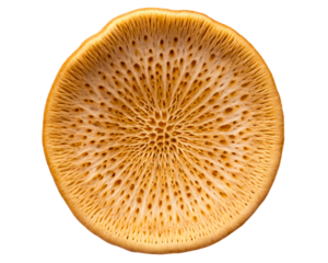 Macro view of the porous underside of a wild mushroom cap on a transparent background