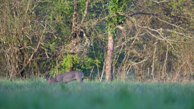 Roe Deer buck walking and eating grass in a clearing. Capreolus capreolus, Sologne, Loiret 45, r&eacute;gion Centre Val de Loire, France, Europe