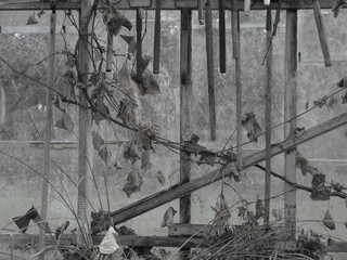 Abandoned greenhouse with dead vines, overgrown plants, rustic wooden beams, and weathered glass...