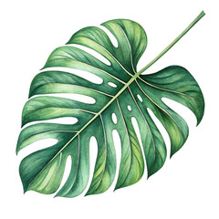 Stylized tropical Monstera leaf illustration isolated on transparent background, perfect for botanical designs, nature art, packaging, decor, or tropical-themed visuals