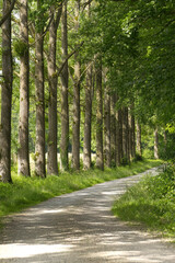 trees in a row vertical, beautiful forest path with trees at the edge, forest path with avenue of trees, green leaves, grass, the sun shines on the leaves, shade on the gravel, vertical forest photo
