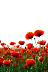 Obraz premium Red Poppy Field In Bloom