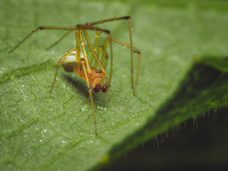A close-up of a Common Candy-striped Spider on a leaf (Enoplognatha ovata)