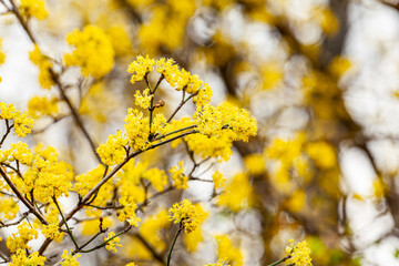 Acacia dealbata. Detail of a mimosa tree with numerous yellow inflorescences and bipinnate leaves in spring.